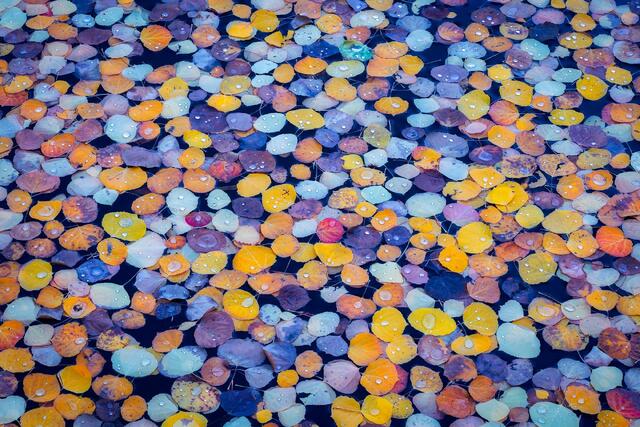 Autumn Gems