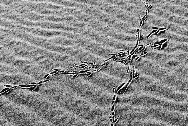 Raven Tracks