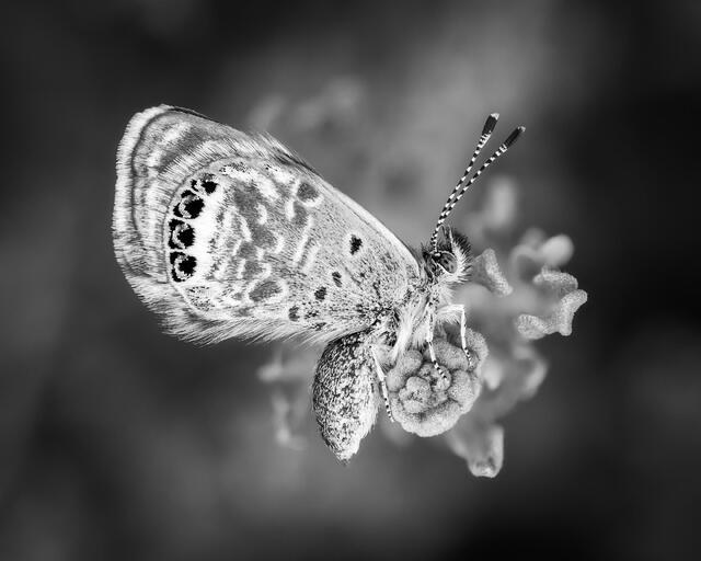 Western Pygmy-Blue 