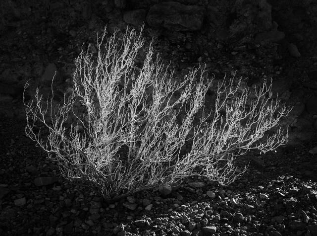 Light Catcher