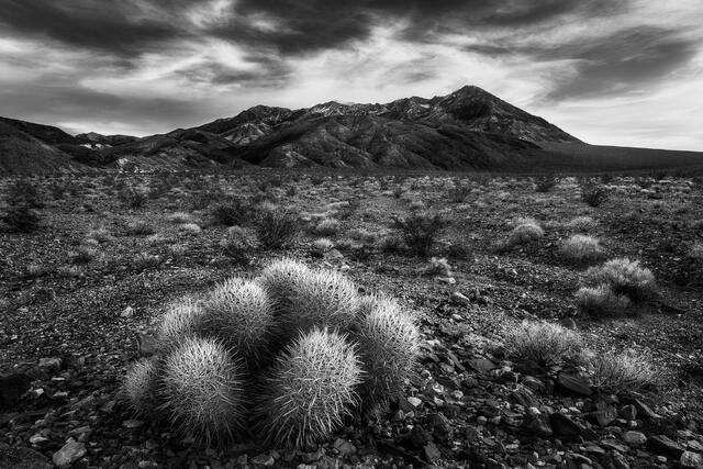 Desert Garden
