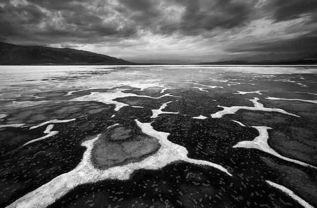 Salt Amoebas