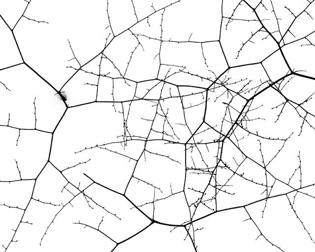 Winter Tangle