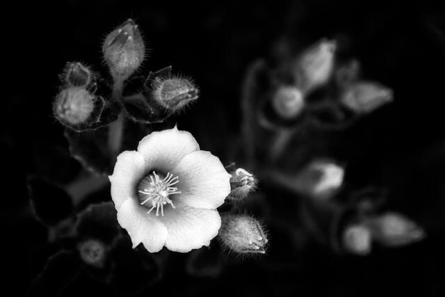 Rock Nettle 
