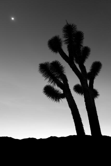 Joshua Tree, Twilight