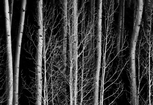 Winter Aspens