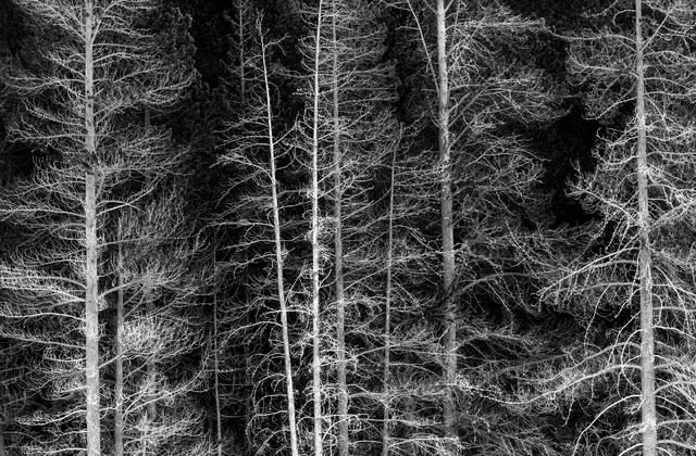 Ghosts