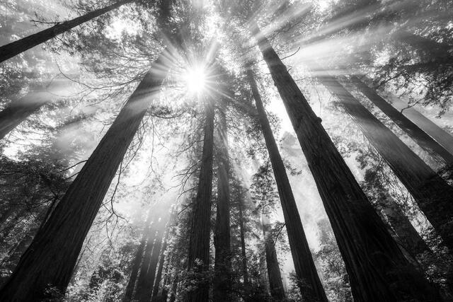 Forest Sun