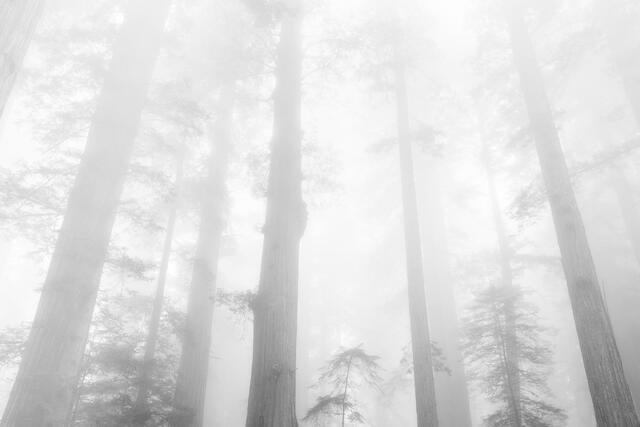 Morning Light