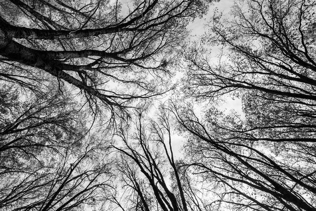 To the Sky