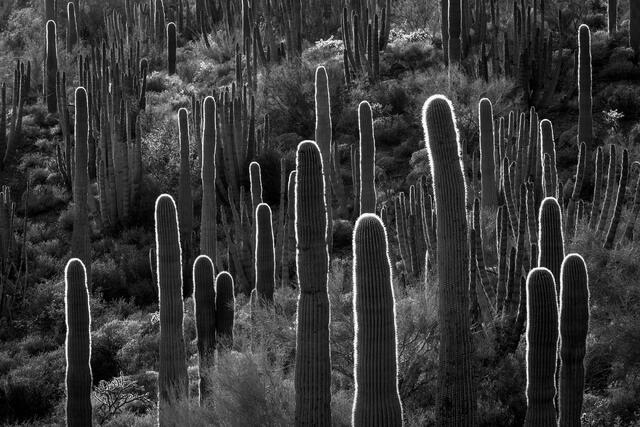 Cactus Glow
