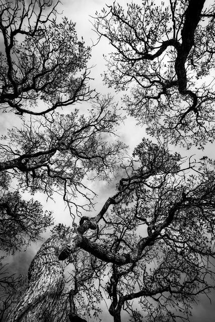 Sinuous Branches