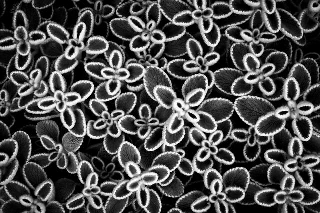 Fuzzy Edges
