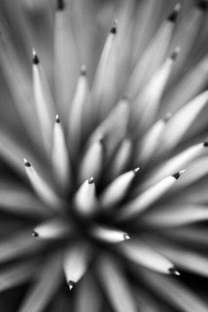 Joshua Tree Spikes