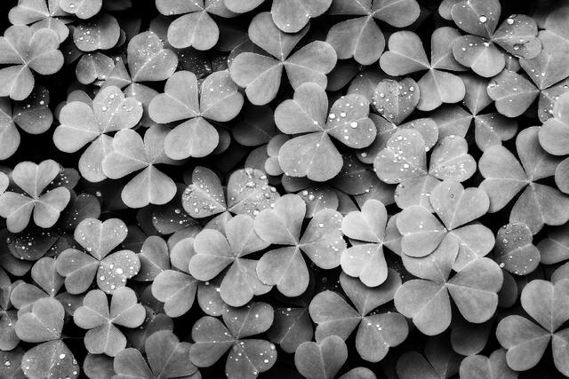 Clover Carpet
