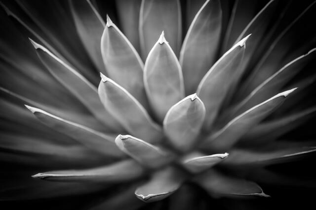 Agave Angustifolia