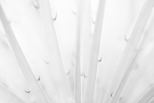 Teeth