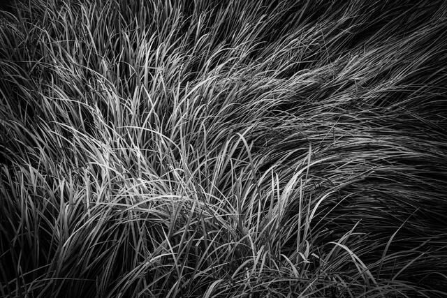 Grasses at Rest