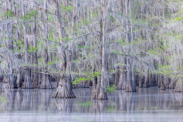 Cypress Swamps - Texas