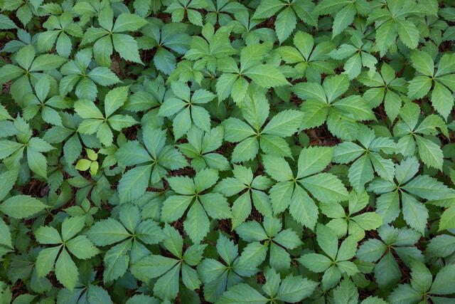 Forest Floor