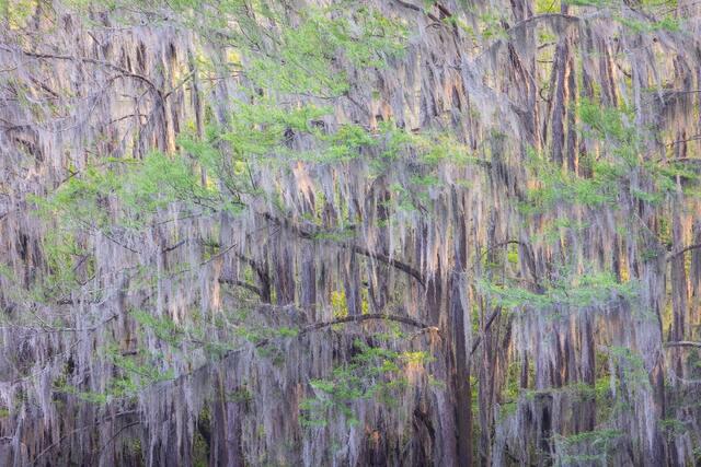 Flowing Mosses