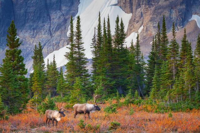 Mountain Caribou