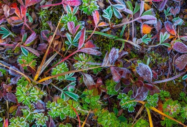 Frosty Mix
