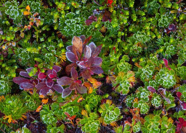 Reds and Greens