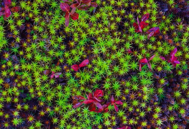 Autumn Stars