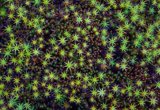 Mountain Moss