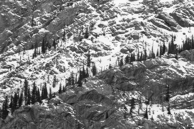 Treeline