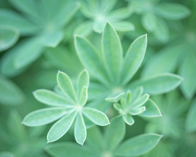 Lupine Leaves