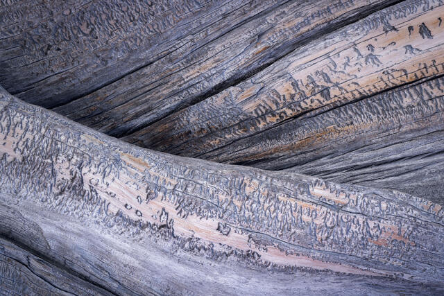 Folds