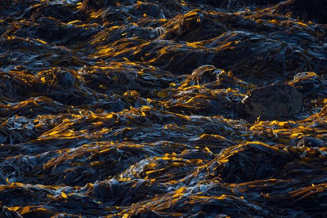 Tangles