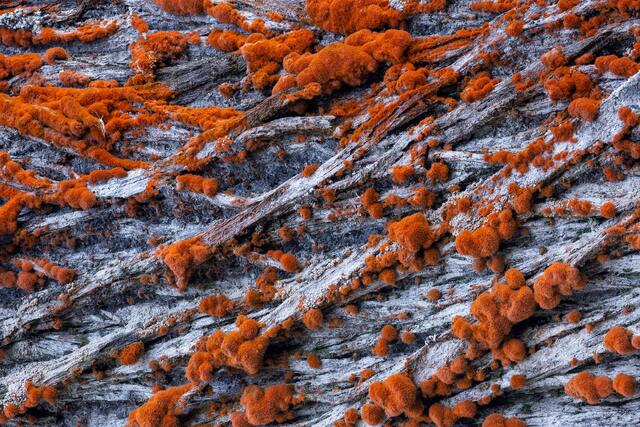 Orange Puffs