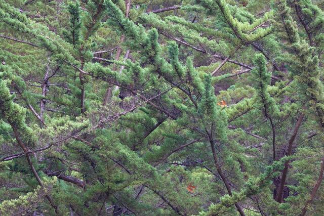Chaotic Limbs