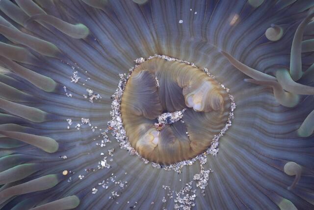 Sunburst Anemone