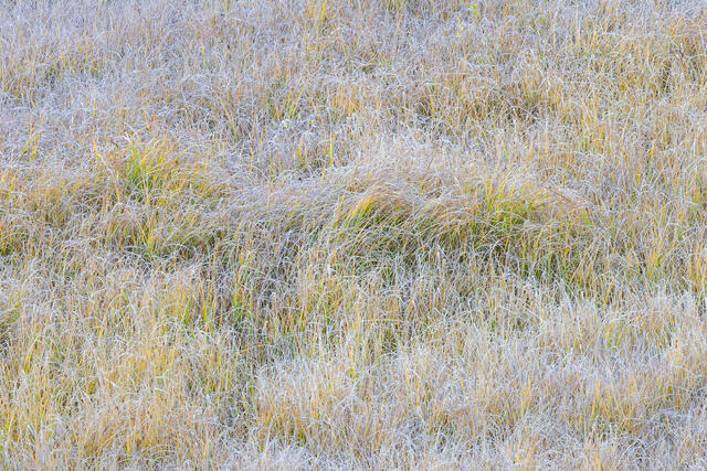 Autumn Grasses