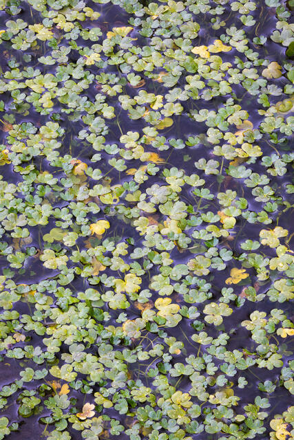At the Lake's Edge