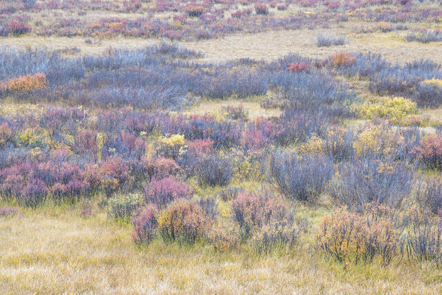 Birch Meadow