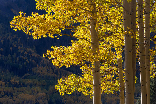 Sunlit Aspens, Southwestern Colorado