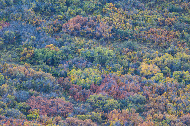 Colorful Tapestry of Oaks