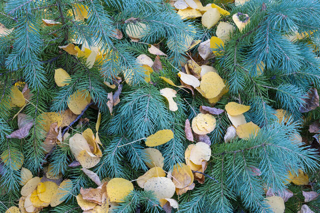Aspen Leaves at Rest