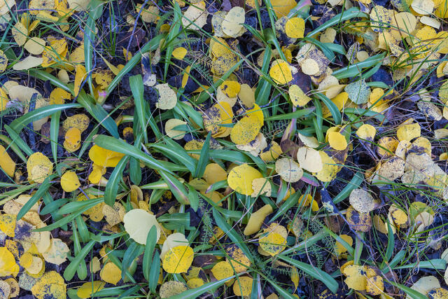Forest Floor Mix in Autumn