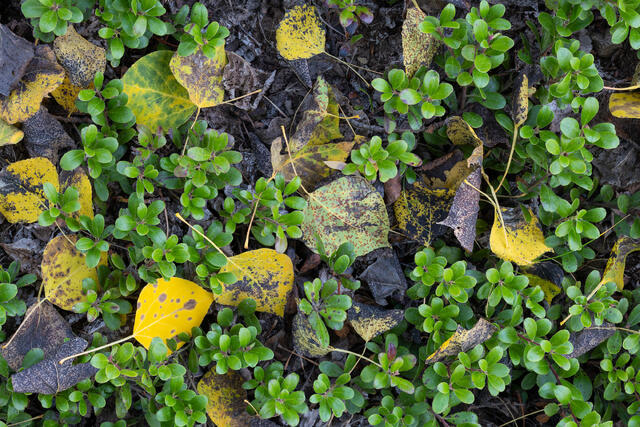 Bearberry and Aspen Leaves