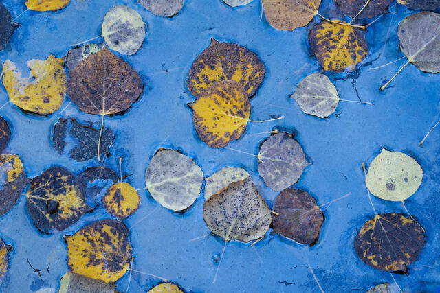 Aspen Leaves and Iridescent Biofilm
