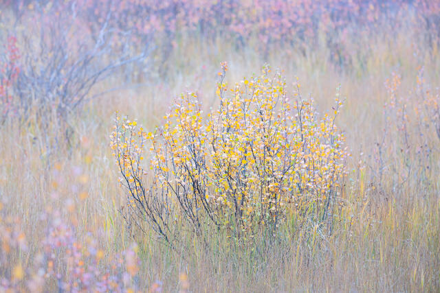 Little Birches in Autumn