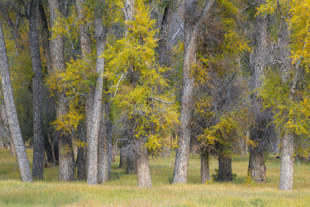 Grove of Narrowleaf Cottonwoods in Autumn