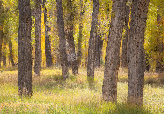 Afternoon Light, Autumn Cottonwoods