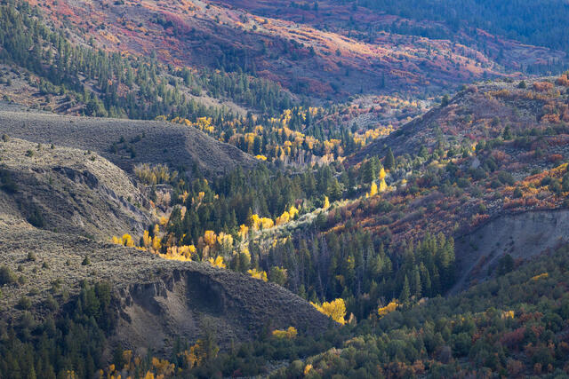 Cottonwood Canyon